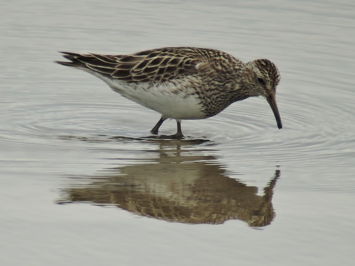 Pectoral Sandpiper
