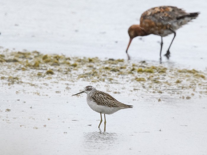 Marsh Sandpiper