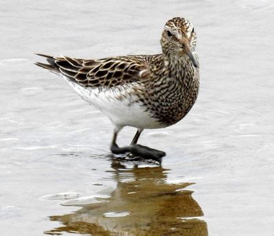 Pectoral Sandpiper