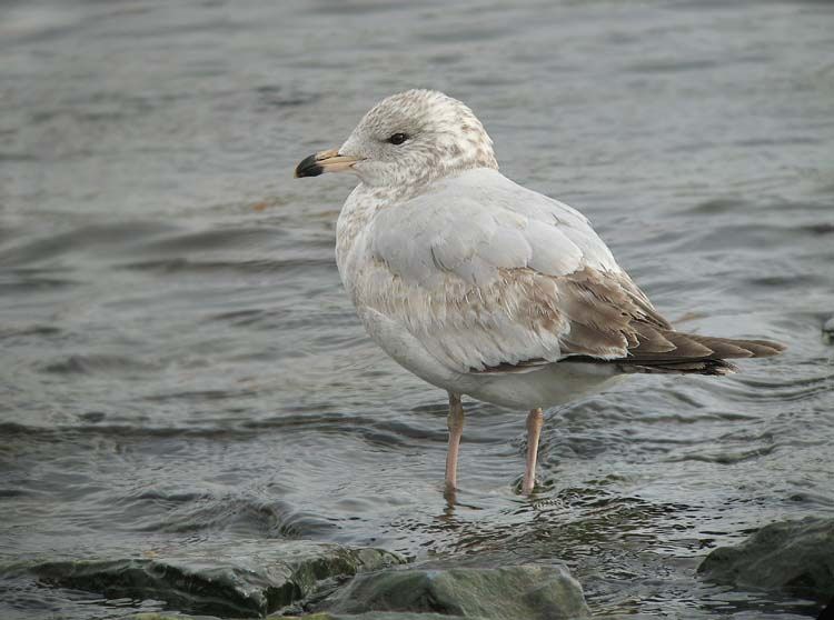 Ring-billed Gull