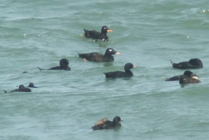 American White-winged Scoter
