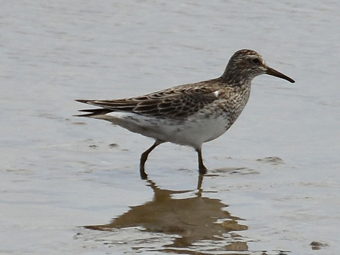 Pectoral Sandpiper