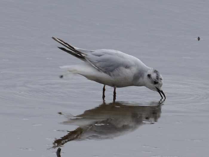 Little Gull