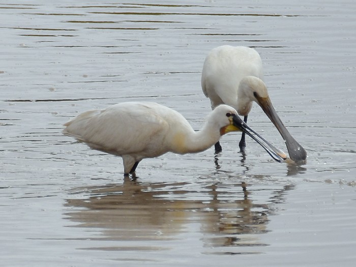 Spoonbill