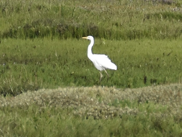 Great White Egret