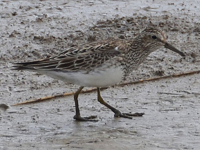 Pectoral Sandpiper
