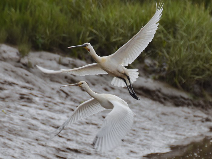 Spoonbill