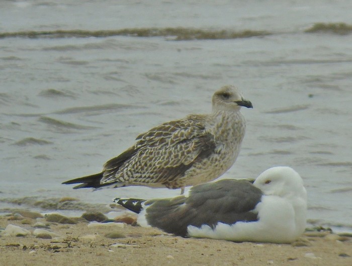 Yellow-legged Gull