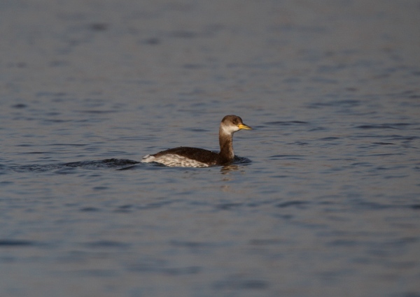 Red-necked Grebe