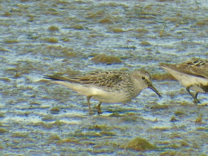 White-rumped Sandpiper