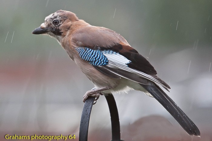 Jay