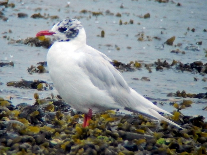 Mediterranean Gull