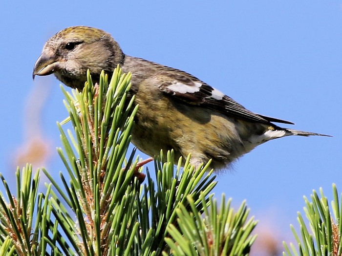 Two-barred Crossbill