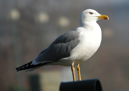 Yellow-legged Gull