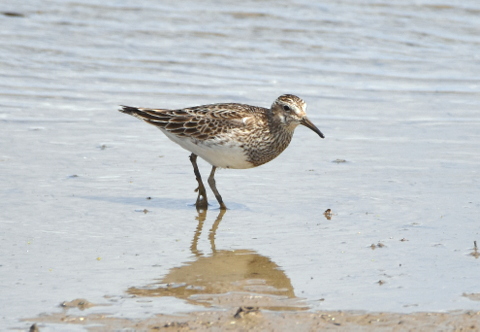 Pectoral Sandpiper