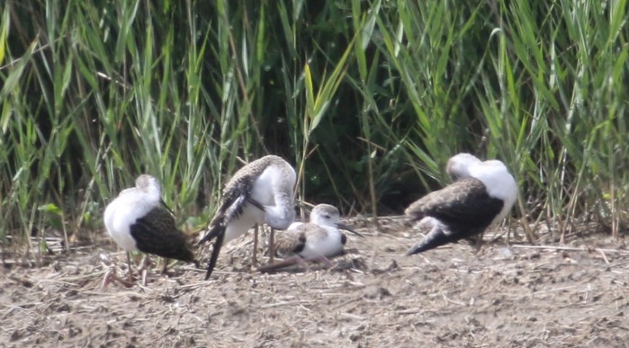 Black-winged Stilt