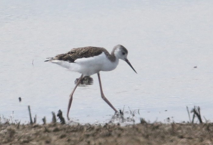 Black-winged Stilt