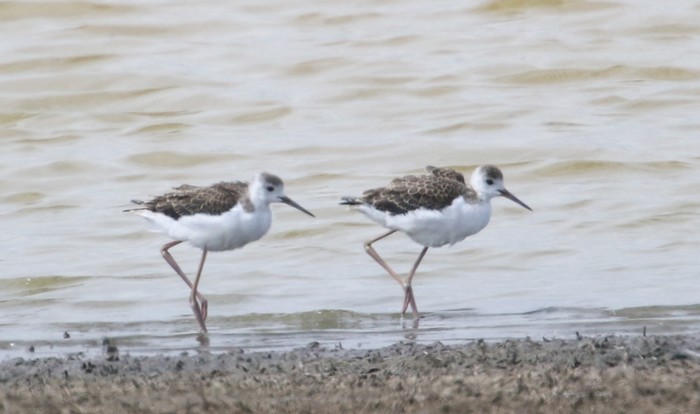 Black-winged Stilt