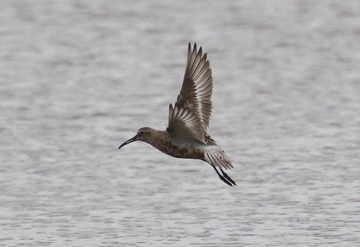 Curlew Sandpiper