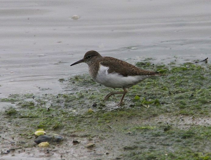 Common Sandpiper