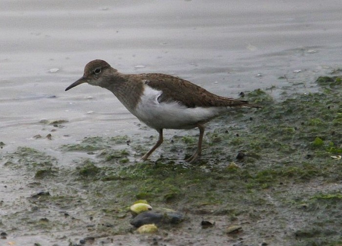 Common Sandpiper