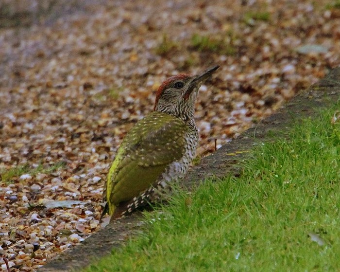 Green Woodpecker