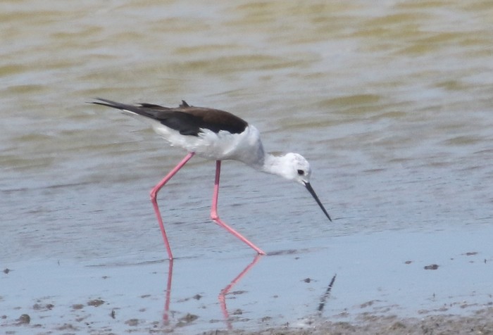 Black-winged Stilt