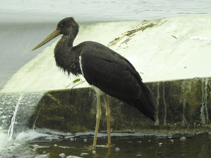Black Stork