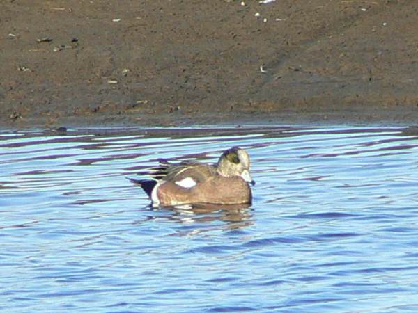 American Wigeon