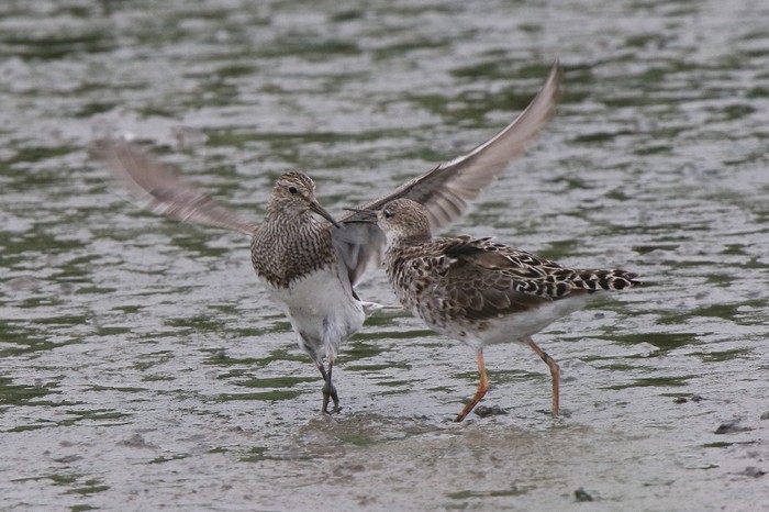 Pectoral Sandpiper