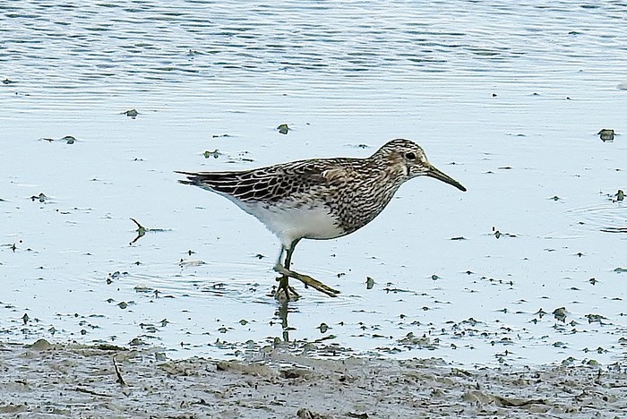 Pectoral Sandpiper