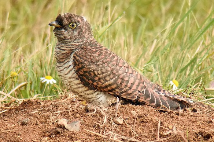 Cuckoo