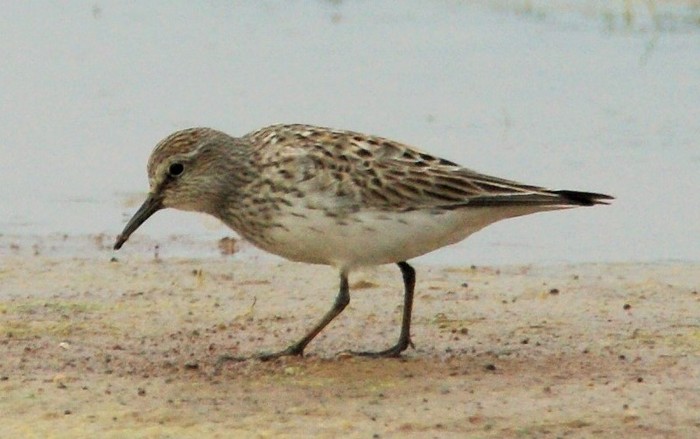 White-rumped Sandpiper
