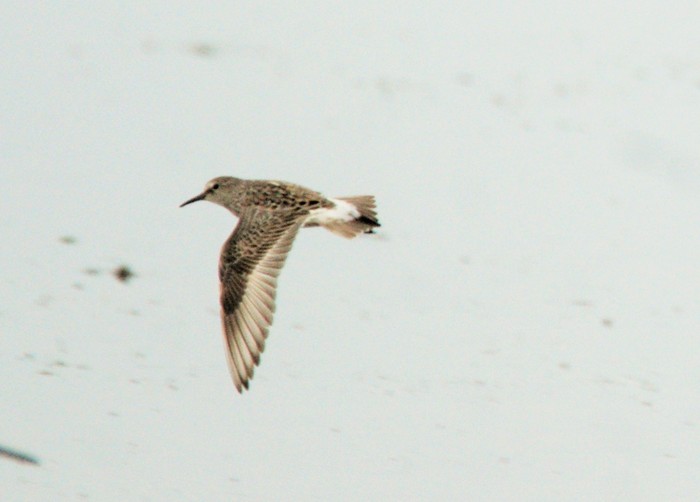 White-rumped Sandpiper