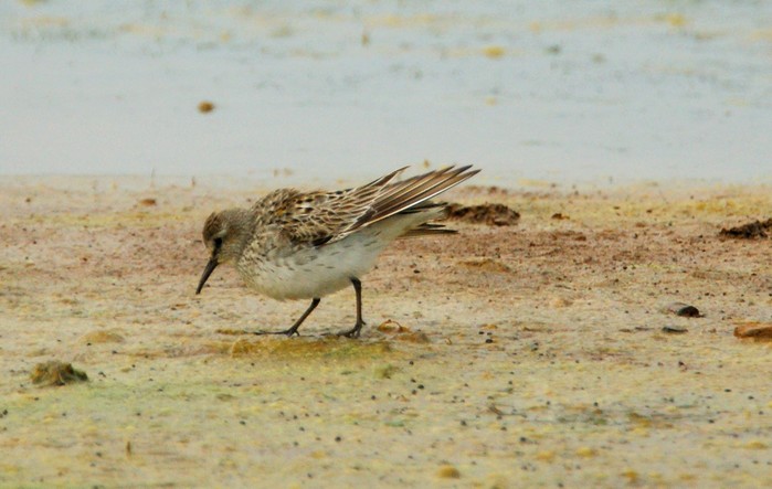 White-rumped Sandpiper