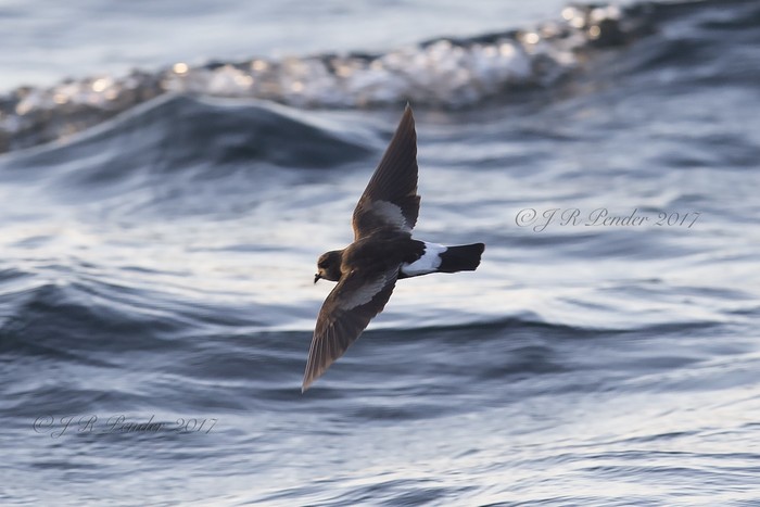 Wilson's Petrel