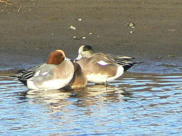 American Wigeon