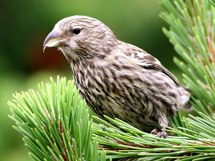Two-barred Crossbill