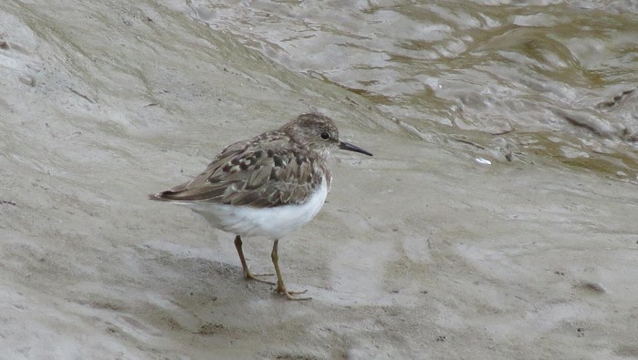 Temminck's Stint
