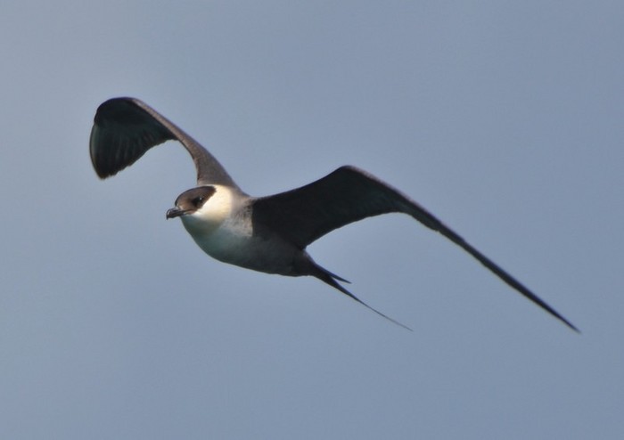 Long-tailed Skua