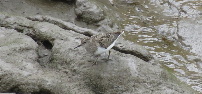 Temminck's Stint