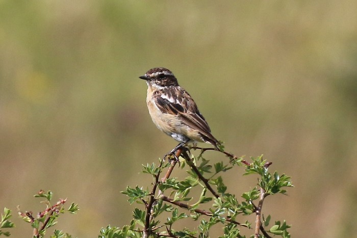 Whinchat