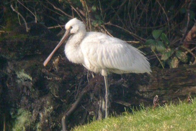 Spoonbill