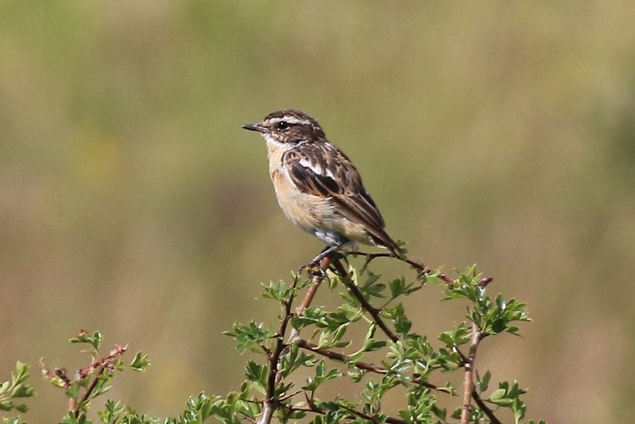 Whinchat