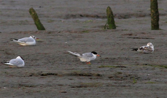 Forster's Tern