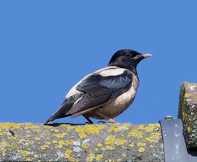 Rose-coloured Starling