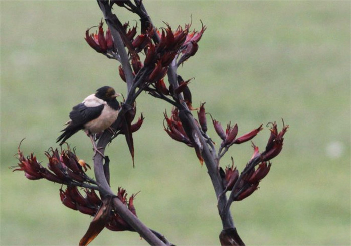 Rose-coloured Starling