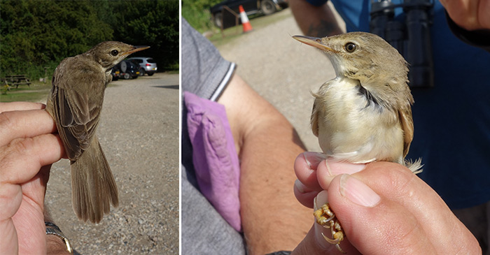 Marsh Warbler