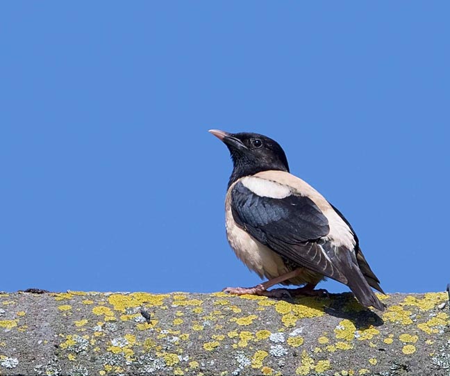 Rose-coloured Starling