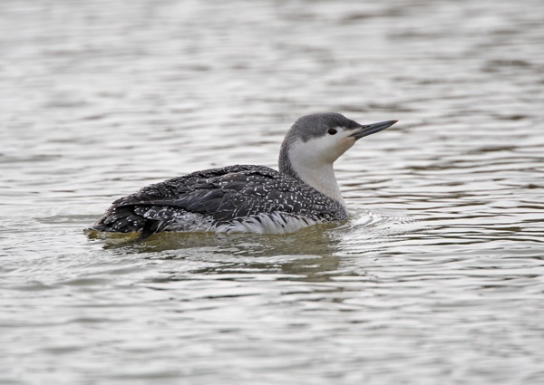 Red-throated Diver